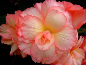 Begonia Double Imported Flower Bulbs (Pink /White)