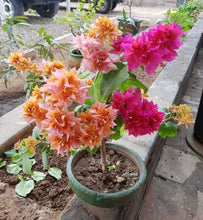 Bougainvillea Multigrafted Flower Plant