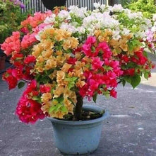 Bougainvillea Multigrafted Flower Plant