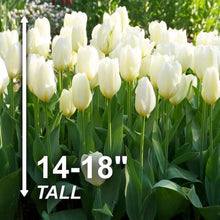 White Emperor Tulip Flower Bulbs (Bag of 10)