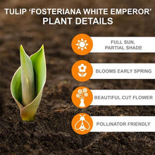 White Emperor Tulip Flower Bulbs (Bag of 10)