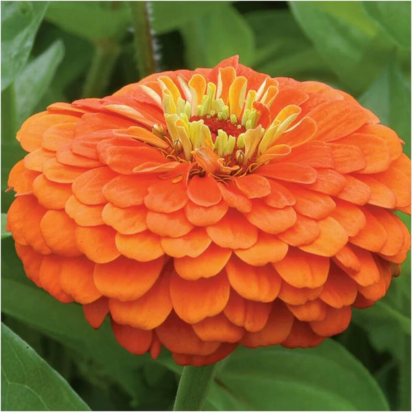 Zinnia Orange Flower Seeds, Imported Flower Seeds 50-100