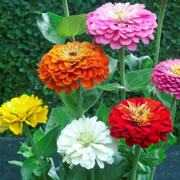 Zinnia Flower Seeds, Multicolour Seeds 50-100