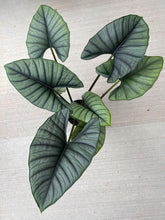 Alocasia Imported Flower Bulbs Dark Green