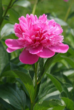 Peony Imported Flower Bulbs Pink 1