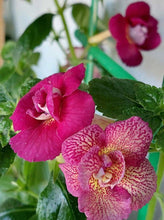 Achimenes Double Imported Flower Bulbs (Wine House)