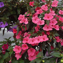 Achimenes Pink Imported Flower Bulbs