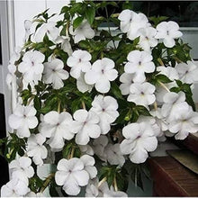 Achimenes White Imported Flower Bulbs