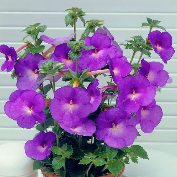 Achimenes Purple Imported Flower Bulbs