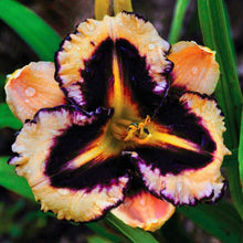 Day lily Imported Flower Bulbs Orange