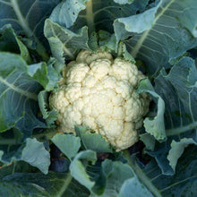 Cauliflower Vegetables Imported Seeds 50-100