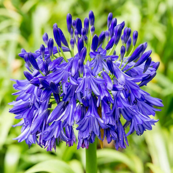 Agapanthus Flower Plants outdoor Plants