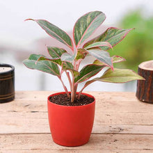 Aglaonema siam aurora, Aglaonema lipstick Plant