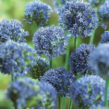 Allium Blue Imported Flower Bulbs