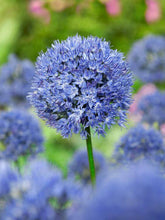 Allium Blue Imported Flower Bulbs