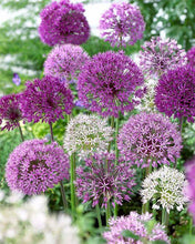 Allium Multicolor Imported Flower Bulbs