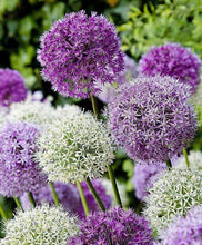 Allium Multicolor Imported Flower Bulbs