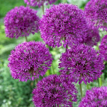 Allium Purple Imported Flower Bulbs