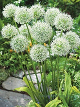 Allium White Imported Flower Bulbs