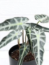 Alocasia Hybrid - Plant