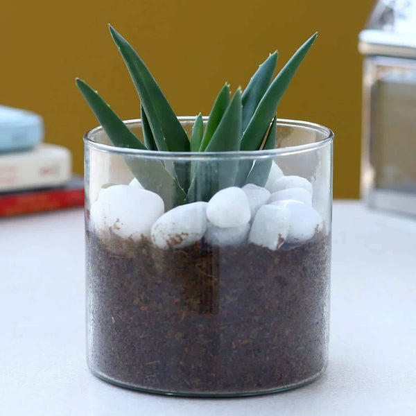 Aloe Vera Glory Terrarium