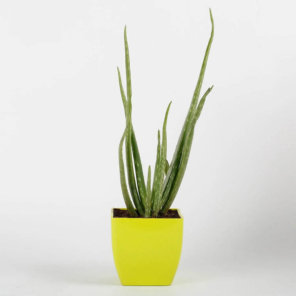 Aloe Vera Plant in Yellow Imported Plastic Pot