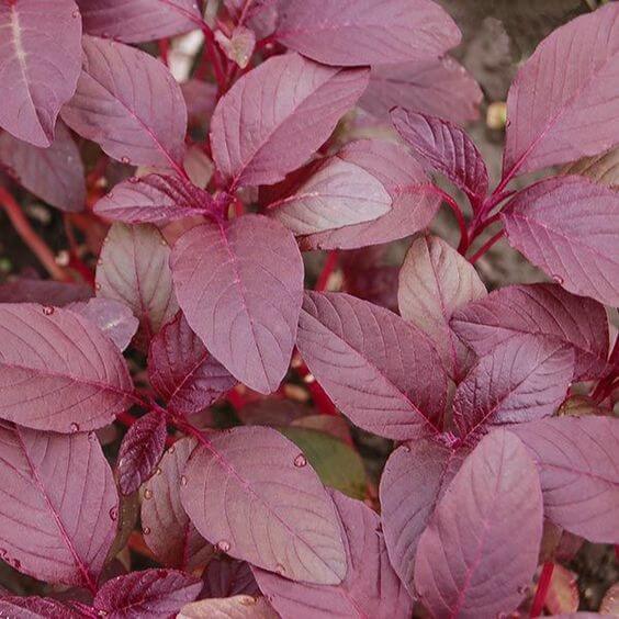 Amaranth Red Imported seeds 50-100