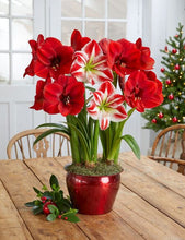 Amaryllis Lily Flower Bulbs Pack of 2 Bulbs