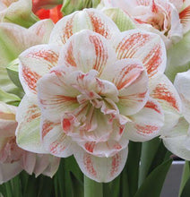 Amaryllis Lily Double Flower Bulbs Pack of 2 Bulbs