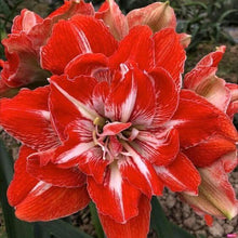 Amaryllis Lily Double Flower Bulbs Pack of 2 Bulbs