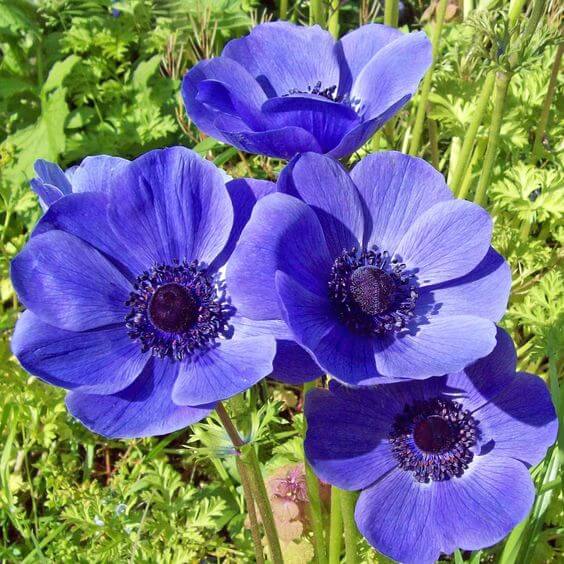 Anemone Blue Imported Flower Bulbs