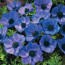 Anemone Blue Imported Flower Bulbs