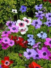 Anemone Multicolor Imported Flower Bulbs