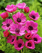 Anemone Pink Imported Flower Bulbs