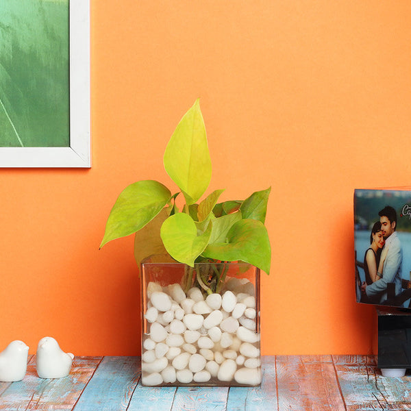 Appealing Money Plant Terrarium