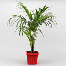 Areca Palm Plant In Red Super Plastic Pot