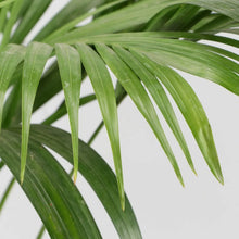 Areca Palm Plant In Red Super Plastic Pot