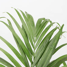 Areca Palm Plant In Red Super Plastic Pot
