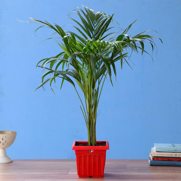 Areca Palm Plant In Red Super Plastic Pot