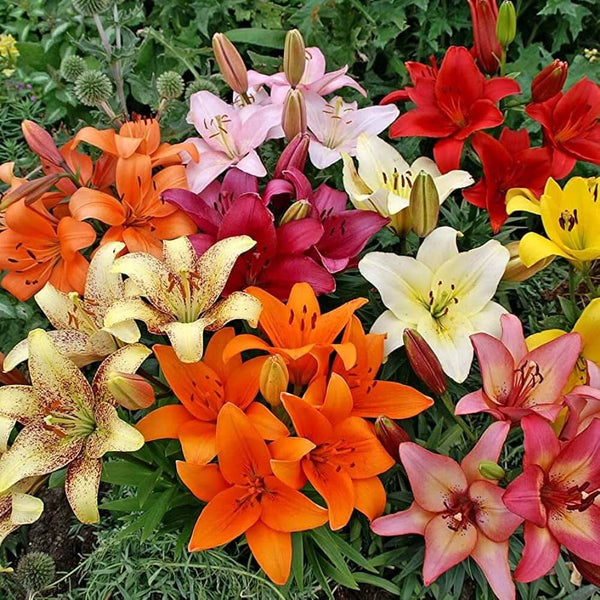 Asiatic lily Lilium Imported Flower Bulbs Multicolor