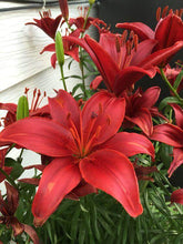 Asiatic lily Lilium Flower Bulbs Red Colours Pack Of 2 Bulbs