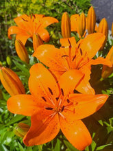 Asiatic lily Lilium Imported Flower Bulbs Orange