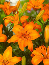 Asiatic lily Lilium Imported Flower Bulbs Orange