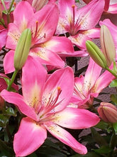 Asiatic lily Lilium Imported Flower Bulbs Pink