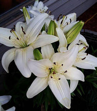 Oriental lily Imported Flower Bulbs White