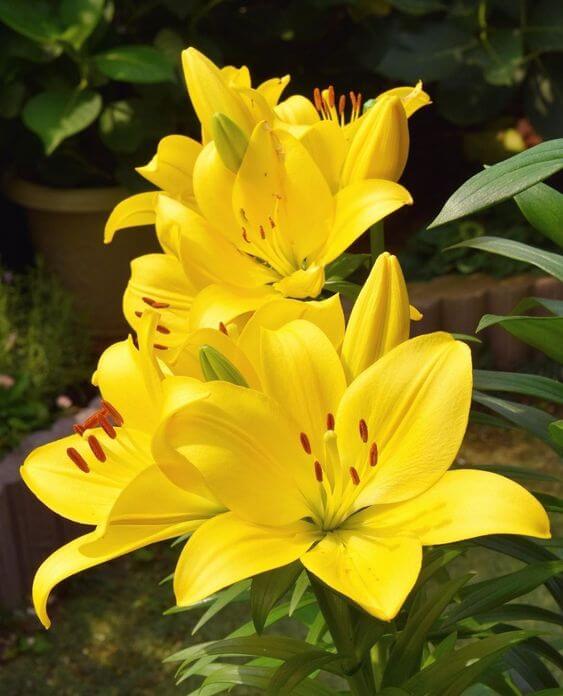 Asiatic lily Lilium Imported Flower Bulbs Yellow