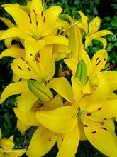 Asiatic lily Lilium Imported Flower Bulbs Yellow