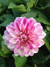 Dahlia Light pink Imported Flower Bulbs 5