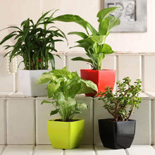 Bamboo, Syngonium, Jade & Money Plant Set