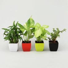 Bamboo, Syngonium, Jade & Money Plant Set